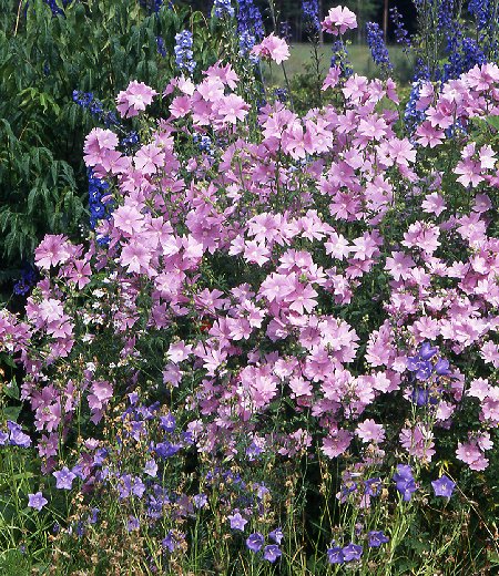 Malva alcea